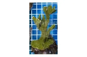 Antler Branching (Montipora spp)