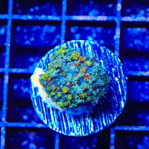 Disco Perisan Rug Mushroom Coral