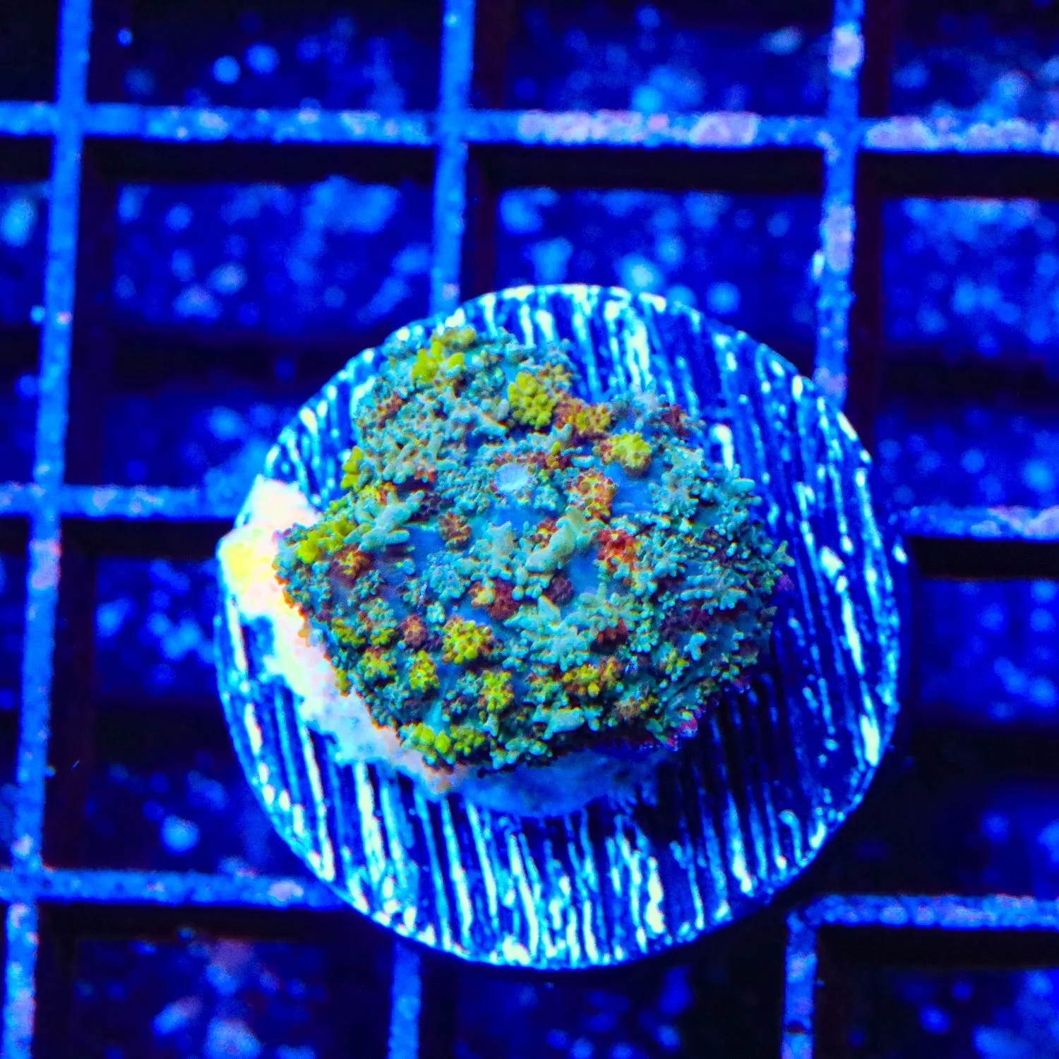 Disco Perisan Rug Mushroom Coral