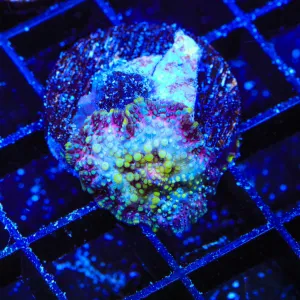 Lava Lamp Mushroom Coral